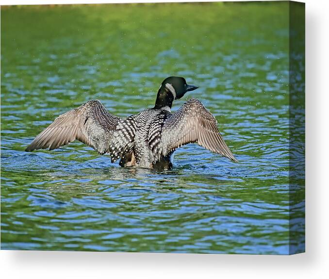 Bird Canvas Print featuring the photograph Loon Shaking by Dale Kauzlaric