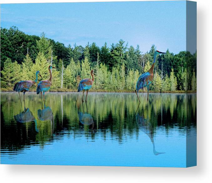 Sandhill Cranes Canvas Print featuring the photograph Love by Robert Nacke