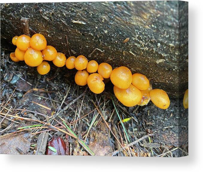Mushrooms Canvas Print featuring the photograph Majestic Mushrooms #96 by Anjel B Hartwell