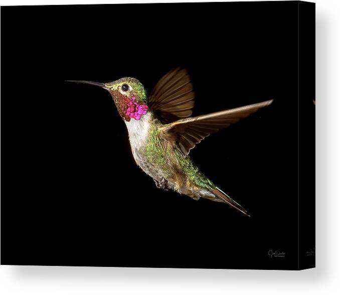 Hummingbird Canvas Print featuring the photograph Male Broad-tailed Hummingbird by Judi Dressler