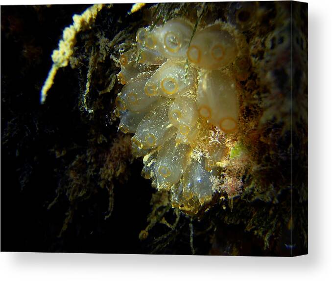 Underwater Canvas Print featuring the photograph Mangrove Tunicate by Iñaki Respaldiza