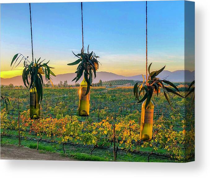 Sunset Canvas Print featuring the photograph Mexico Wine Country Sunset by William Scott Koenig