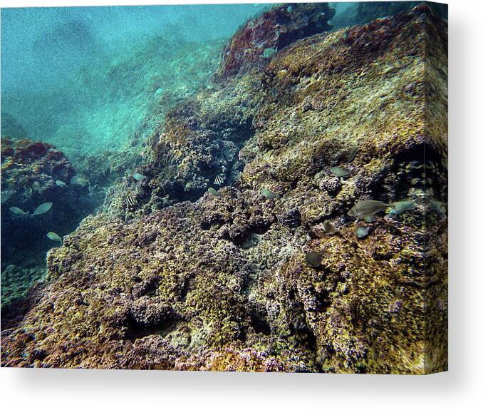 Dream Canvas Print featuring the photograph Mikhmoret Reef II by Meir Ezrachi