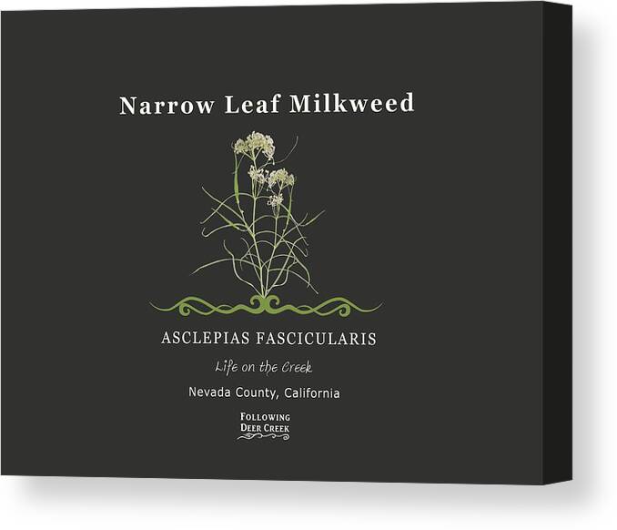 Milkweed Canvas Print featuring the digital art Milkweed by Lisa Redfern