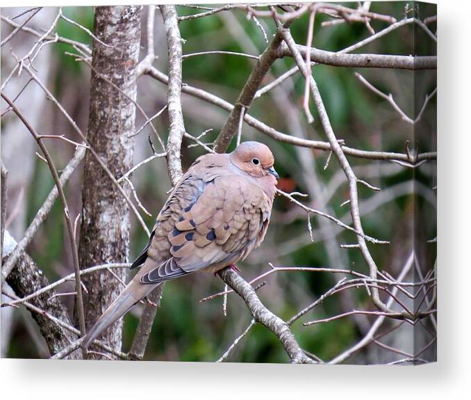 American Mourning Dove Canvas Print featuring the photograph Miss Dove by Lynn Hunt