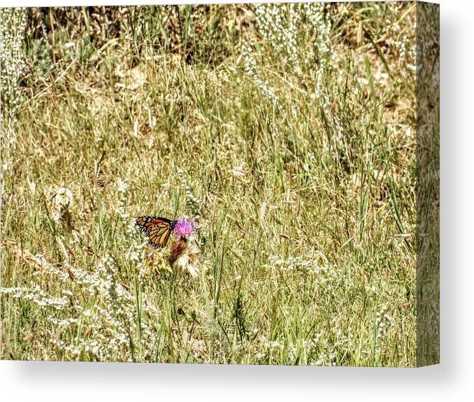 Butterfly Canvas Print featuring the photograph Monarch Butterfly by Amanda R Wright