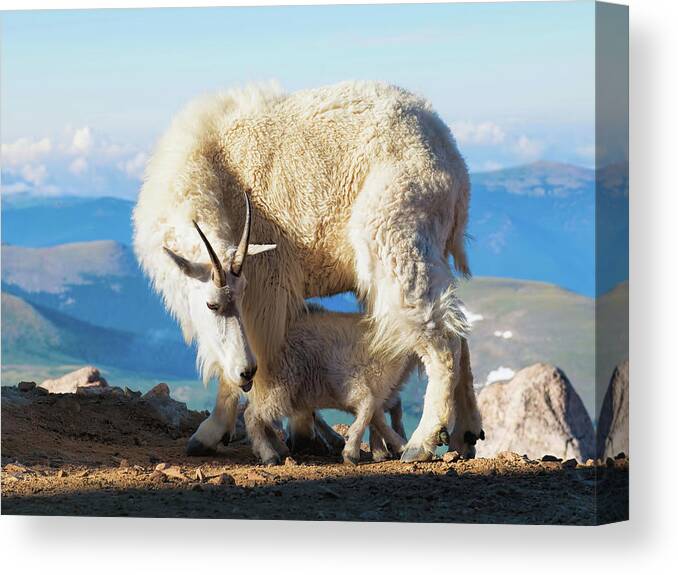 Mountain Goats Canvas Print featuring the photograph A Nanny Goat and Her Baby Mountain Goat by Lena Owens - OLena Art Vibrant Palette Knife and Graphic Design