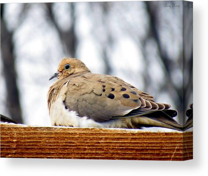 Mourning Dove Canvas Print featuring the photograph Mourning Dove Perched by Amy Hosp