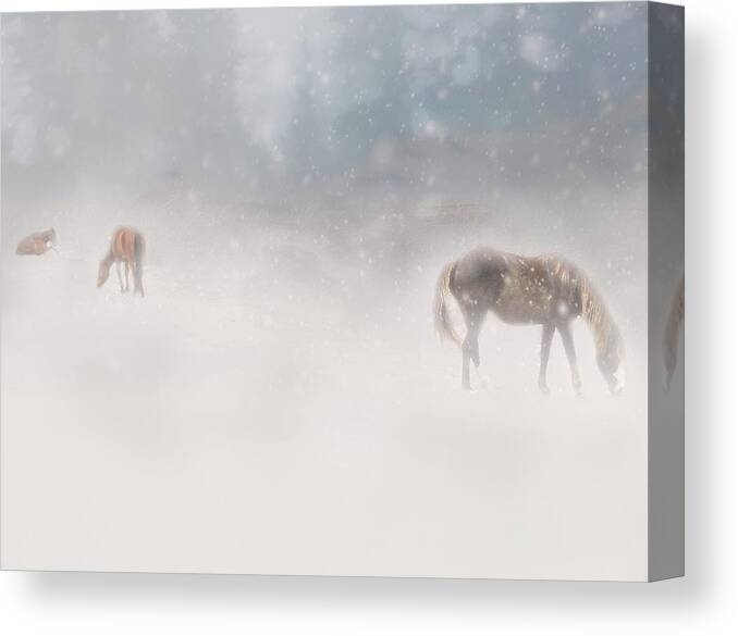Horses Canvas Print featuring the photograph Mustangs Grazing in Snow by Marjorie Whitley