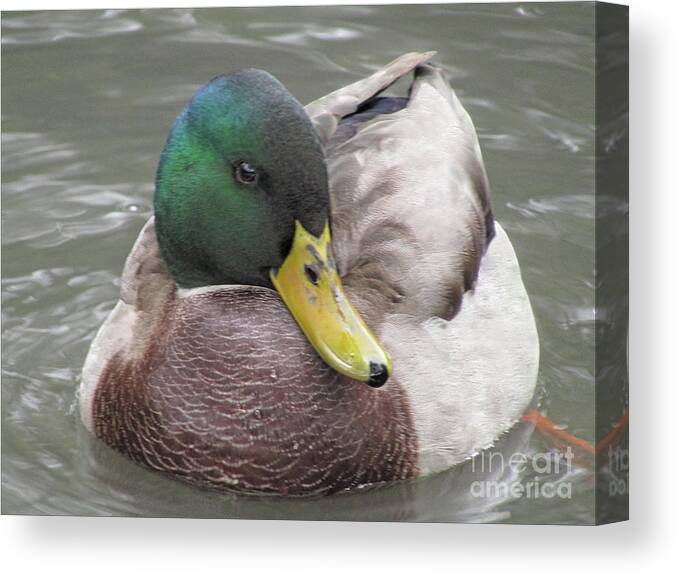 Duck Canvas Print featuring the photograph My Right Side Is My Best Side by Kim Tran
