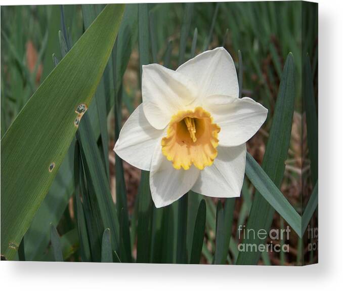 Narcissus Canvas Print featuring the photograph Narcissus by Charles Robinson