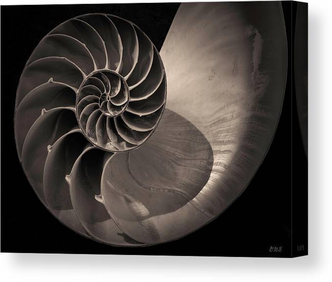  Black And White Canvas Print featuring the photograph Nautilus Shell V Toned by David Gordon
