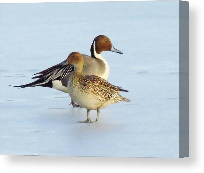 Ducks Canvas Print featuring the photograph Northern Pintails by Lori Frisch