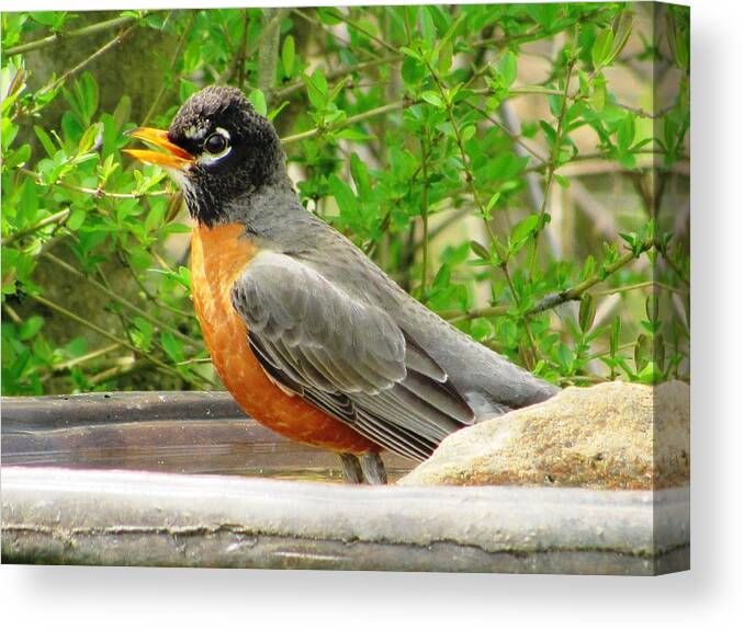 #handsomerobin #beautifulmarkings #springbath #earlymorning #northgeorgia Canvas Print featuring the photograph Ohhhh Water Feels So Good by Belinda Lee