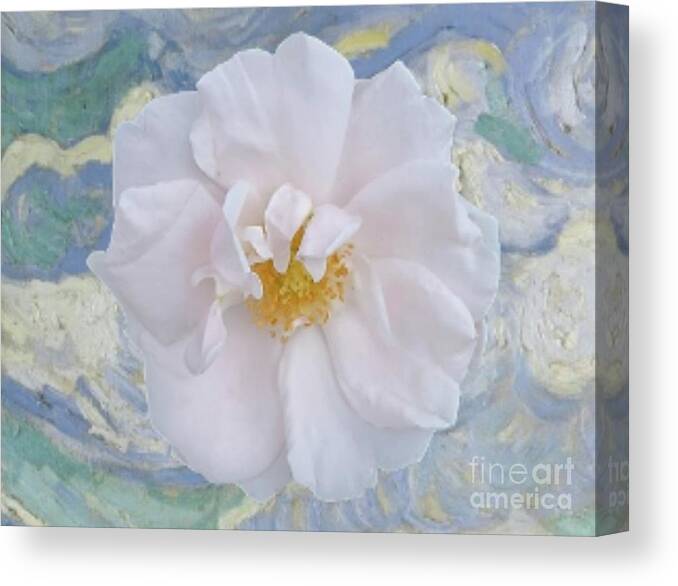 Art Canvas Print featuring the photograph Old Fashioned White Rose by Jeannie Rhode