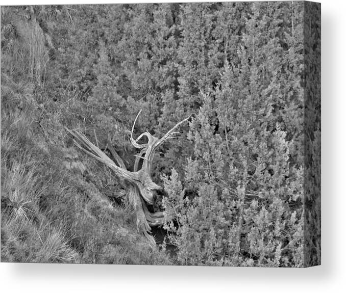 Tree Canvas Print featuring the photograph Old Twisted Juniper by Amanda R Wright