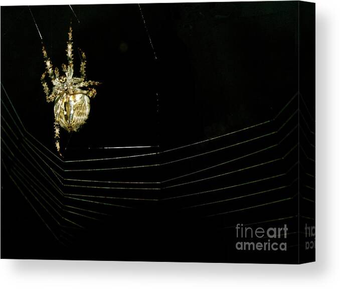 Big Spider Canvas Print featuring the photograph One Big Spider by Mary Kobet