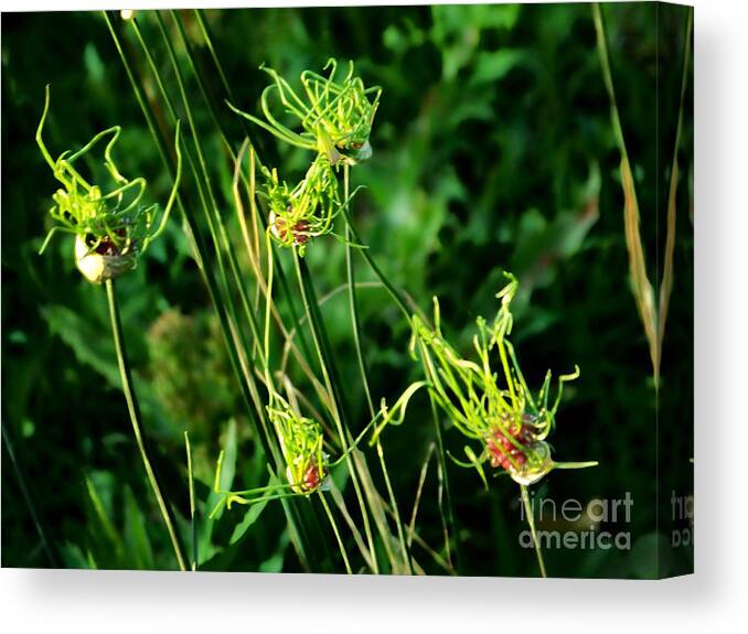  Canvas Print featuring the photograph Onion Tops by Shirley Moravec