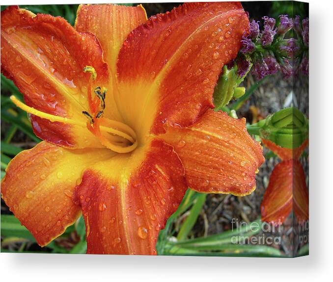 Lily Canvas Print featuring the photograph Orange Daylily with Dew by Amy Dundon