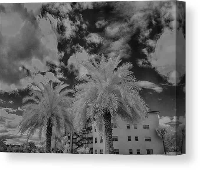 Black And White Canvas Print featuring the photograph Palm Tree in infrared black and white by Alan Goldberg