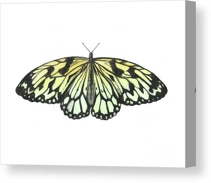 Butterfly Canvas Print featuring the painting Paper Kite Butterfly by Pamela Schwartz