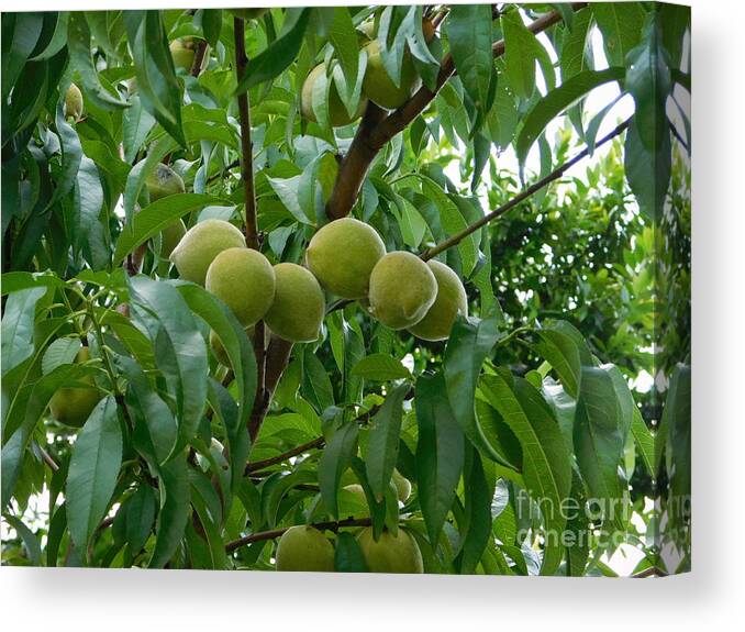 Tree Canvas Print featuring the photograph Peaches by Chris Tarpening