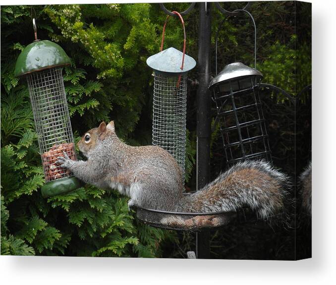 Squirrels Canvas Print featuring the painting Peanuts attract. by Val Byrne
