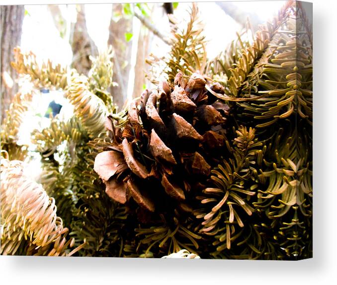 Abies Grandis Canvas Print featuring the photograph Pine Cone Wreath by W Craig Photography