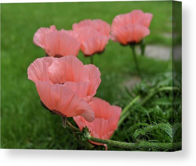 Poppy Canvas Print featuring the photograph Pink poppy parade by Lisa Mutch