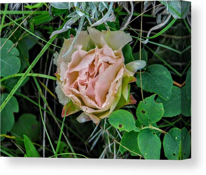 Cactus Canvas Print featuring the photograph Pink Prickly Pear by Amanda R Wright