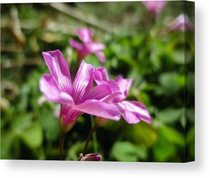 Pink Canvas Print featuring the photograph Pink Sorrel by W Craig Photography