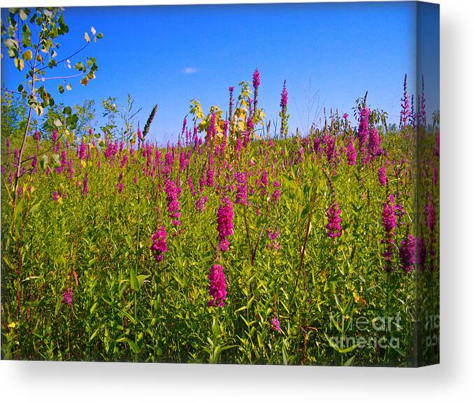 Fox Gloves Canvas Print featuring the photograph Pink Summer Flowers In The Prairie - Fox Gloves by Frank J Casella