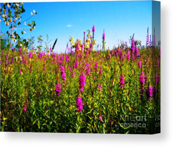 Orton Canvas Print featuring the photograph Pink Summer Flowers In The Prairie - Orton by Frank J Casella
