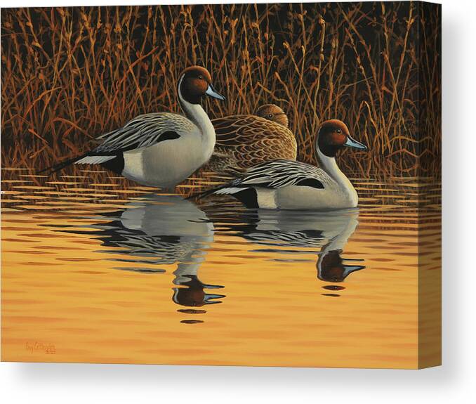 Guy Crittenden Art Canvas Print featuring the painting Pintails at Dusk by Guy Crittenden