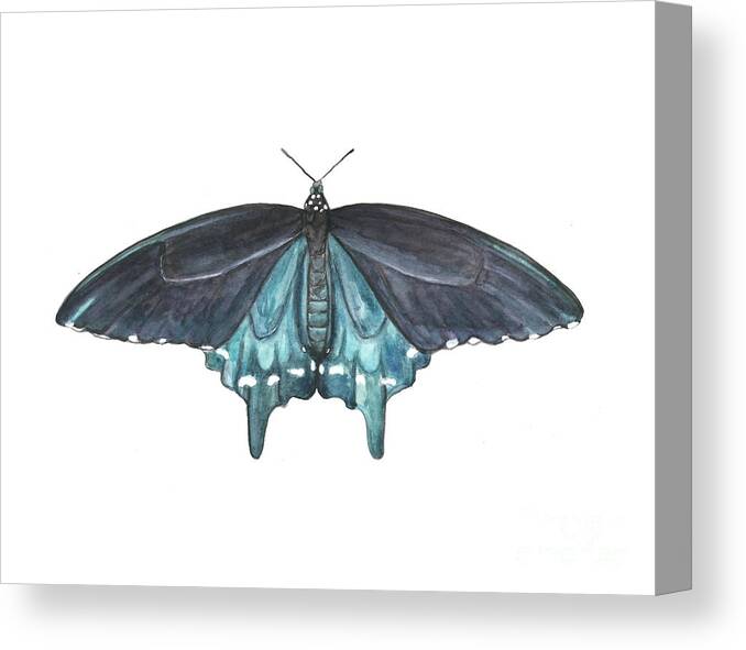 Butterfly Butterflies Florida American Pipevine Swallowtail Blue Navy Transformation Watercolor Canvas Print featuring the painting Pipevine Swallowtail Butterfly by Pamela Schwartz