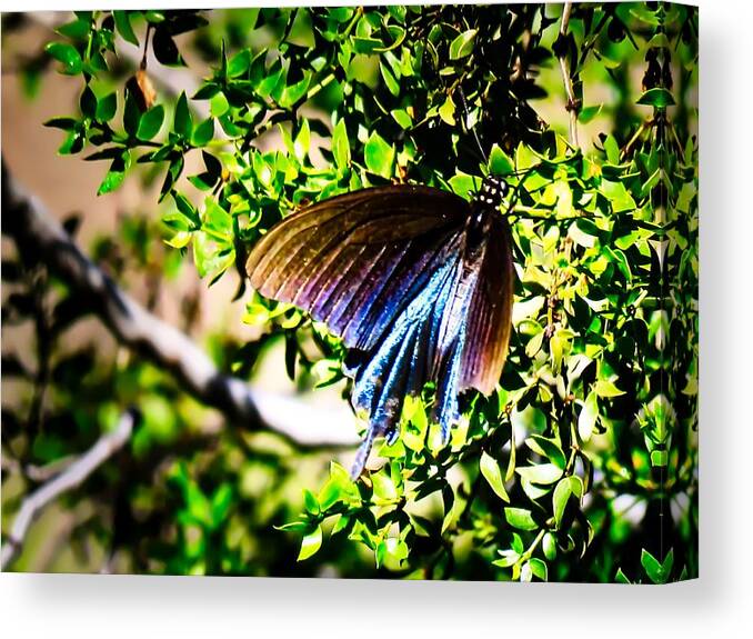 Insect Canvas Print featuring the photograph Pipevine Swallowtail in the Desert by Judy Kennedy