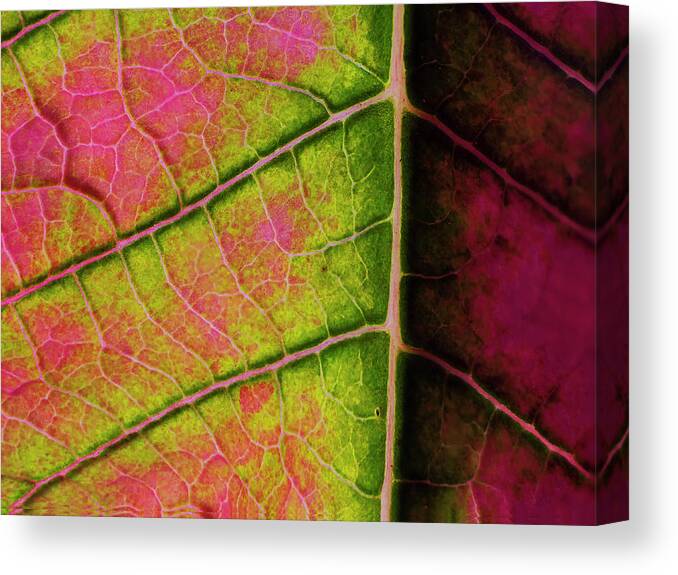 Artificial Light Canvas Print featuring the photograph Poinsettia leaf closeup by Charles Floyd