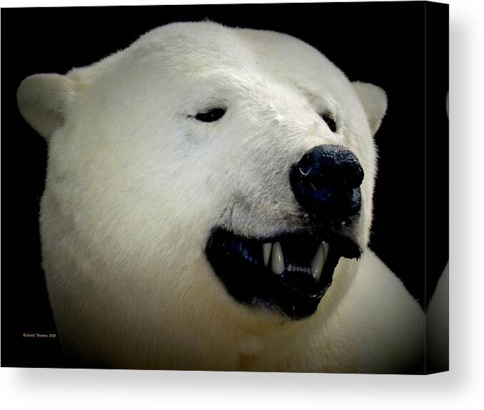 Animal Canvas Print featuring the photograph Polar Bear by Richard Thomas