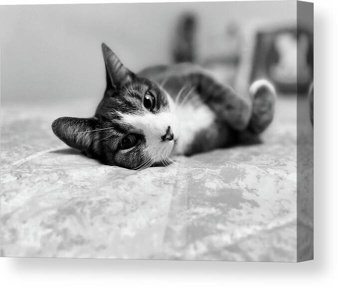 Cat Canvas Print featuring the photograph Pretty Baby by Lisa Soots