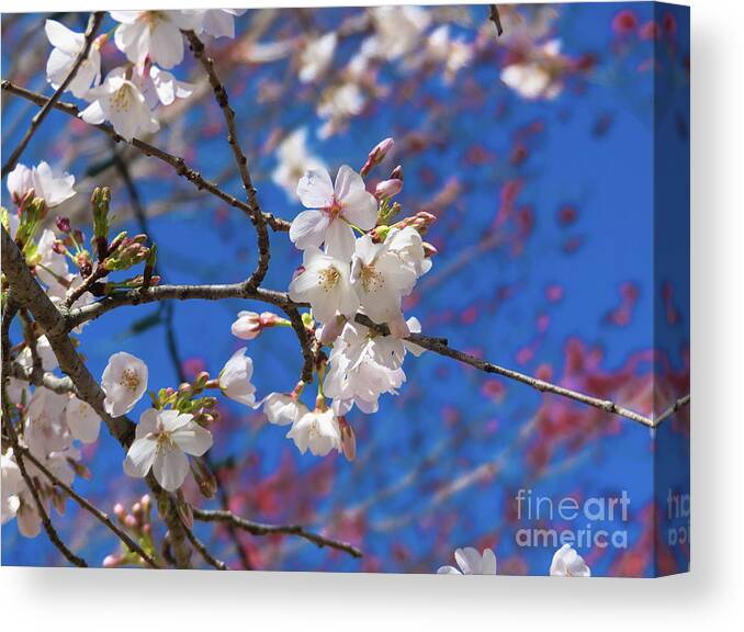 Cherry Blossoms Canvas Print featuring the photograph Pretty Cherry Blossoms by Amy Dundon