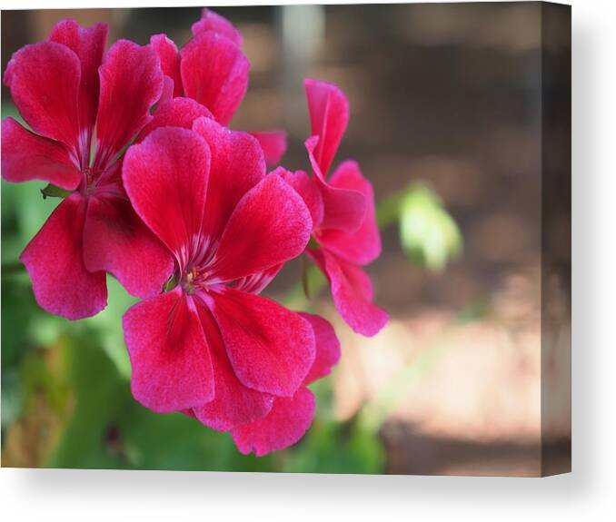 Red Canvas Print featuring the photograph Pretty Flower 5 by C Winslow Shafer