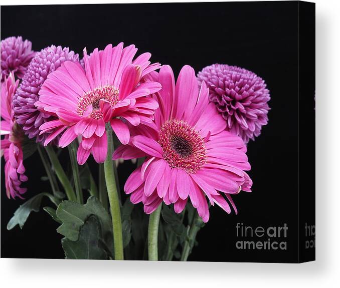 Flower Canvas Print featuring the photograph Purple Daisies on a Black Background by L Bosco