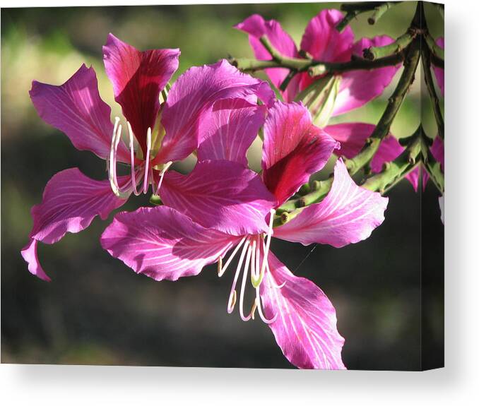 Hong Canvas Print featuring the photograph Purple Hong Kong Orchid Flower by Ian Sands