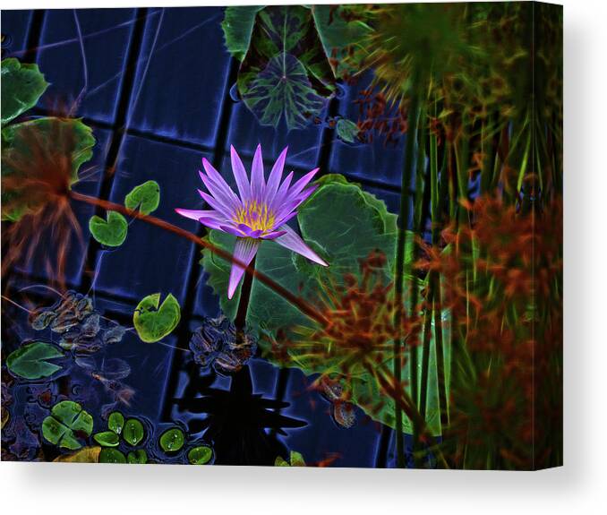 Water Lily Canvas Print featuring the photograph Purple Water Lily by Cordia Murphy