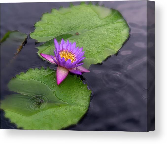 Summer Canvas Print featuring the photograph Raindrops and lilies. by Usha Peddamatham