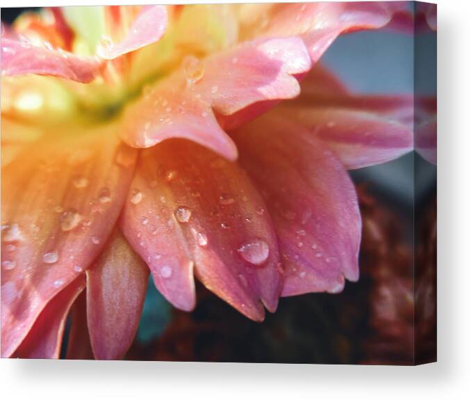 Dahlia Pinnata Canvas Print featuring the photograph Raindrops and Petals by W Craig Photography