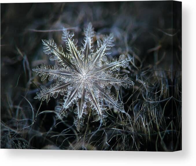 Snowflake Canvas Print featuring the photograph Real snowflake 2014-01-26_5568-76_Electra by Alexey Kljatov