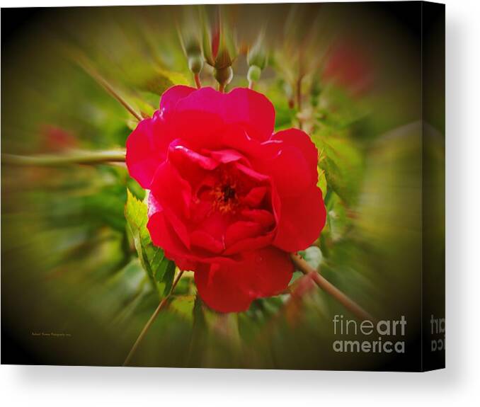 Macro Canvas Print featuring the photograph Red Climbing Rose by Richard Thomas