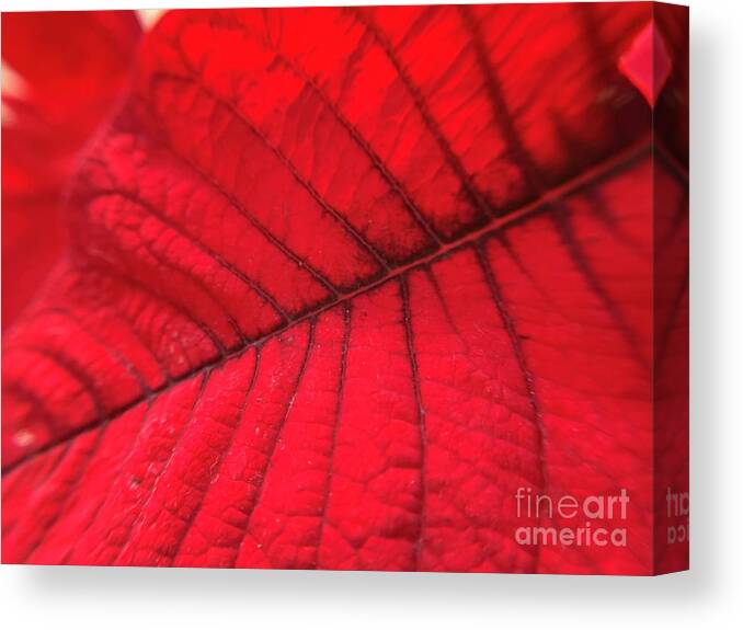 Poinsettia Canvas Print featuring the photograph Red Leaf by Catherine Wilson