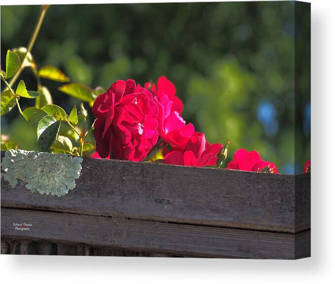 Botanical Canvas Print featuring the photograph Red Rover Peeking Over by Richard Thomas